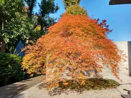 �ߘa�T�N�H����@�s��ʉ@�̍g�t�P�S