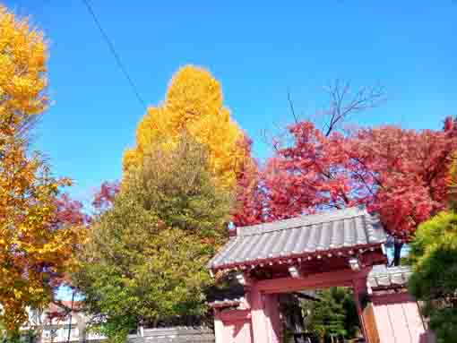 令和5年秋回向院市川別院の紅葉1