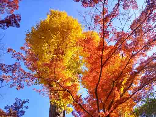 �ߘa�T�N�H����@�s��ʉ@�̍g�t�Q