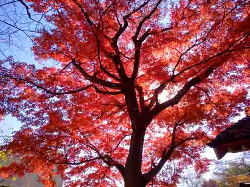 令和5年秋回向院市川別院の紅葉3