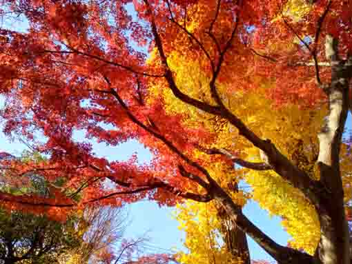 令和5年秋回向院市川別院の紅葉5