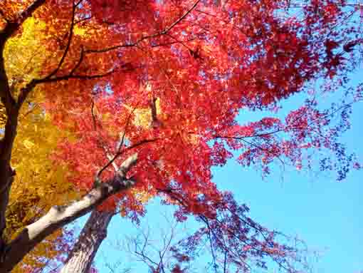 �ߘa�T�N�H����@�s��ʉ@�̍g�t�U