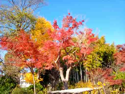 令和5年秋回向院市川別院の紅葉7