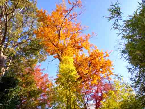 �ߘa�T�N�H����@�s��ʉ@�̍g�t�W