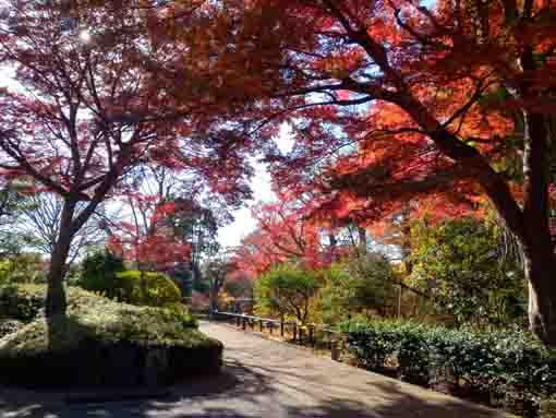 令和5年秋回向院市川別院の紅葉9