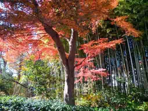 �ߘa�T�N�H����@�s��ʉ@�̍g�t�P�O