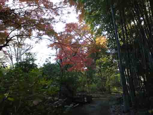 回向院別院の竹林と紅葉
