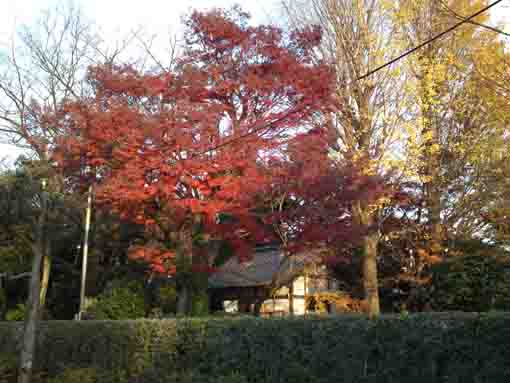 the colored leaves in Ekoin Temple