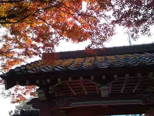 momiji in Ekoin