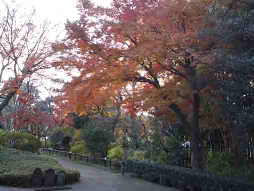colored leaves in Ekoin Temple