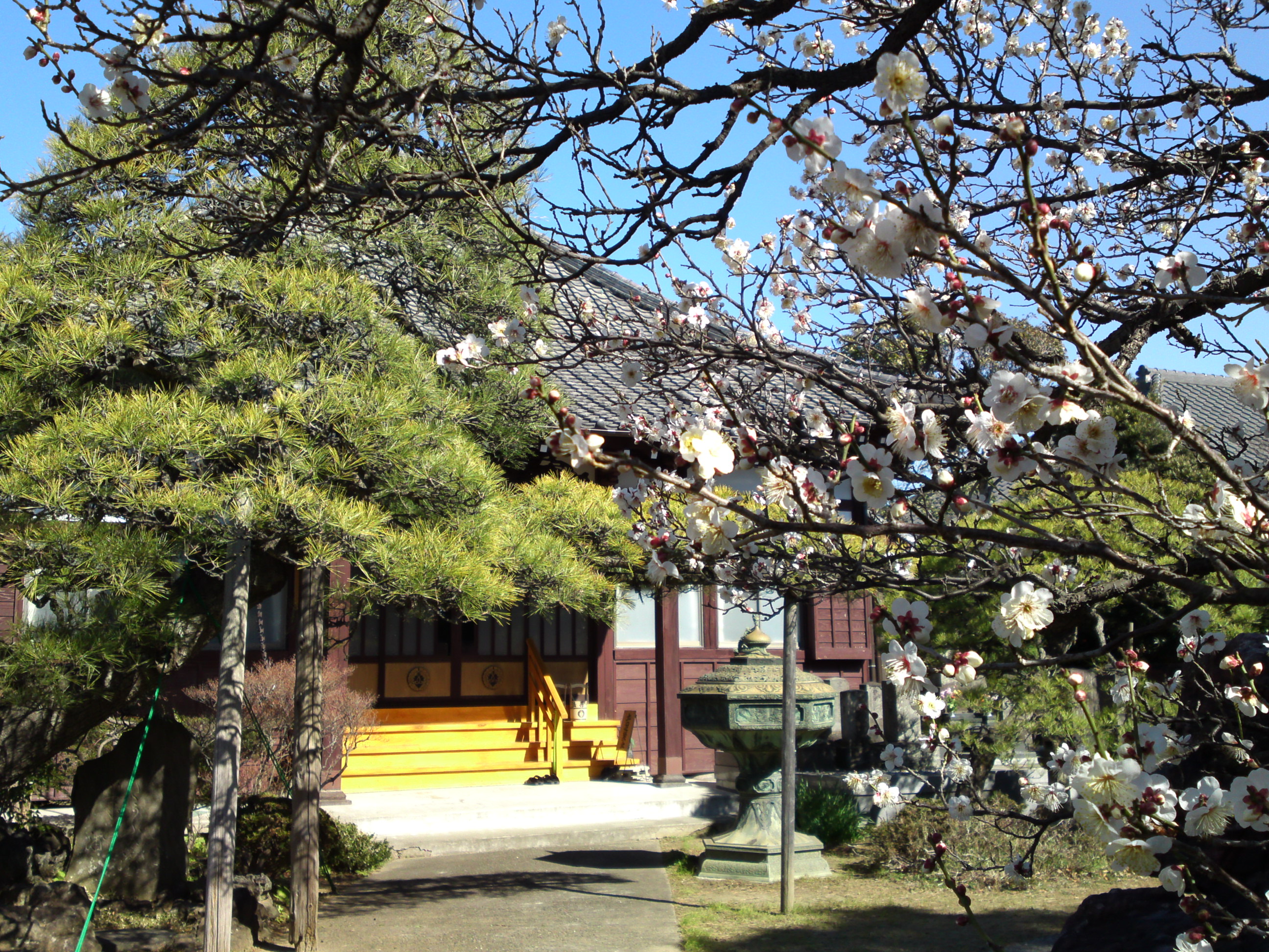 2017年早春法善寺に咲く白梅の花１