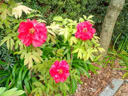 金霊山圓勝院に咲く紅い牡丹の花