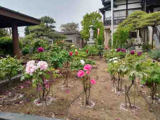 金霊山圓勝院の牡丹園