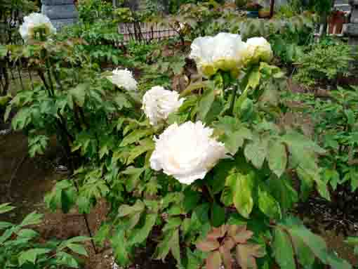 金霊山圓勝院に咲く白い牡丹の花