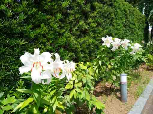 令和３年夏圓勝院に咲く百合の花１