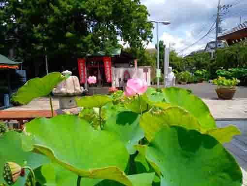 令和３年夏圓勝院に咲く蓮の花２