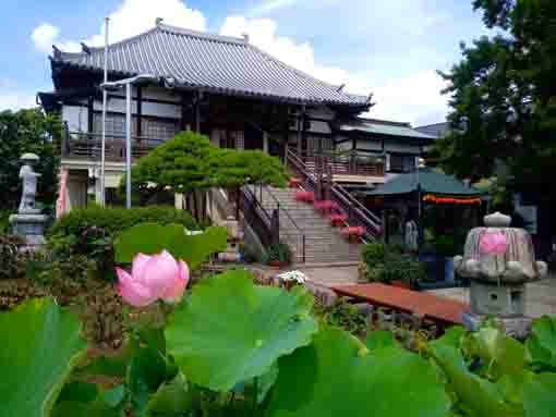 令和３年夏圓勝院に咲く蓮の花１