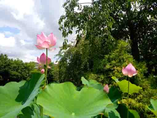 江戸川区鹿骨の圓勝院の蓮の花