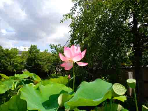 令和３年夏圓勝院に咲く蓮の花４