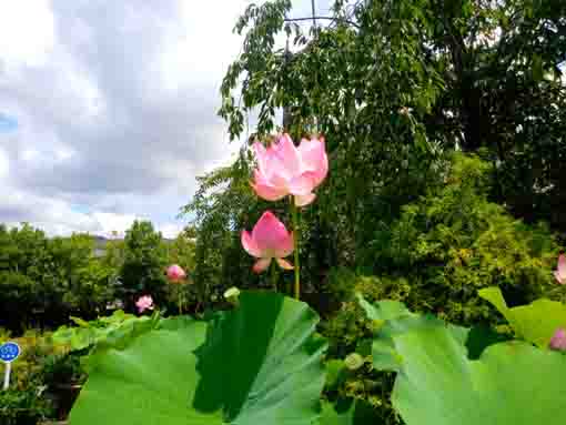 令和３年蓮の花咲く金霊山圓勝寺