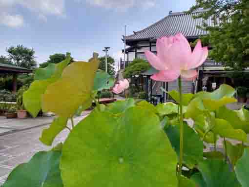 令和５年夏鹿骨の圓勝院に咲く蓮の花３