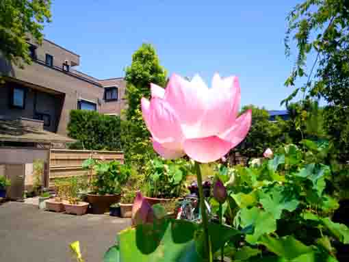 令和５年夏鹿骨の圓勝院に咲く蓮の花４