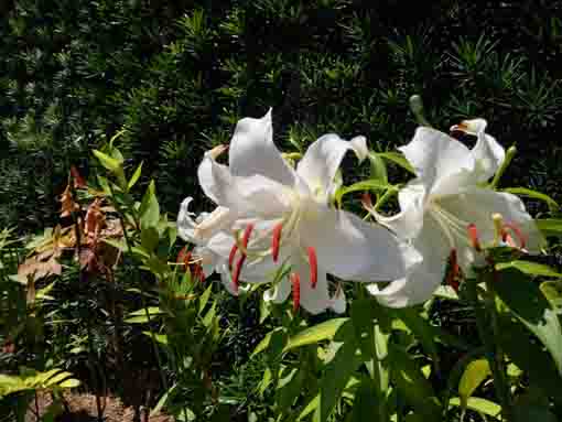 令和５年夏鹿骨の圓勝院に咲く百合の花１