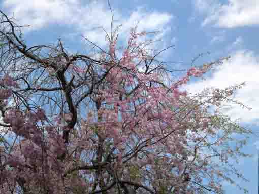 cherry blossoms and blue sky