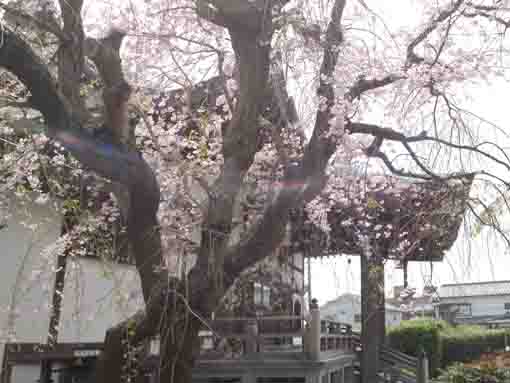 the main hall and cherry trees in entonji
