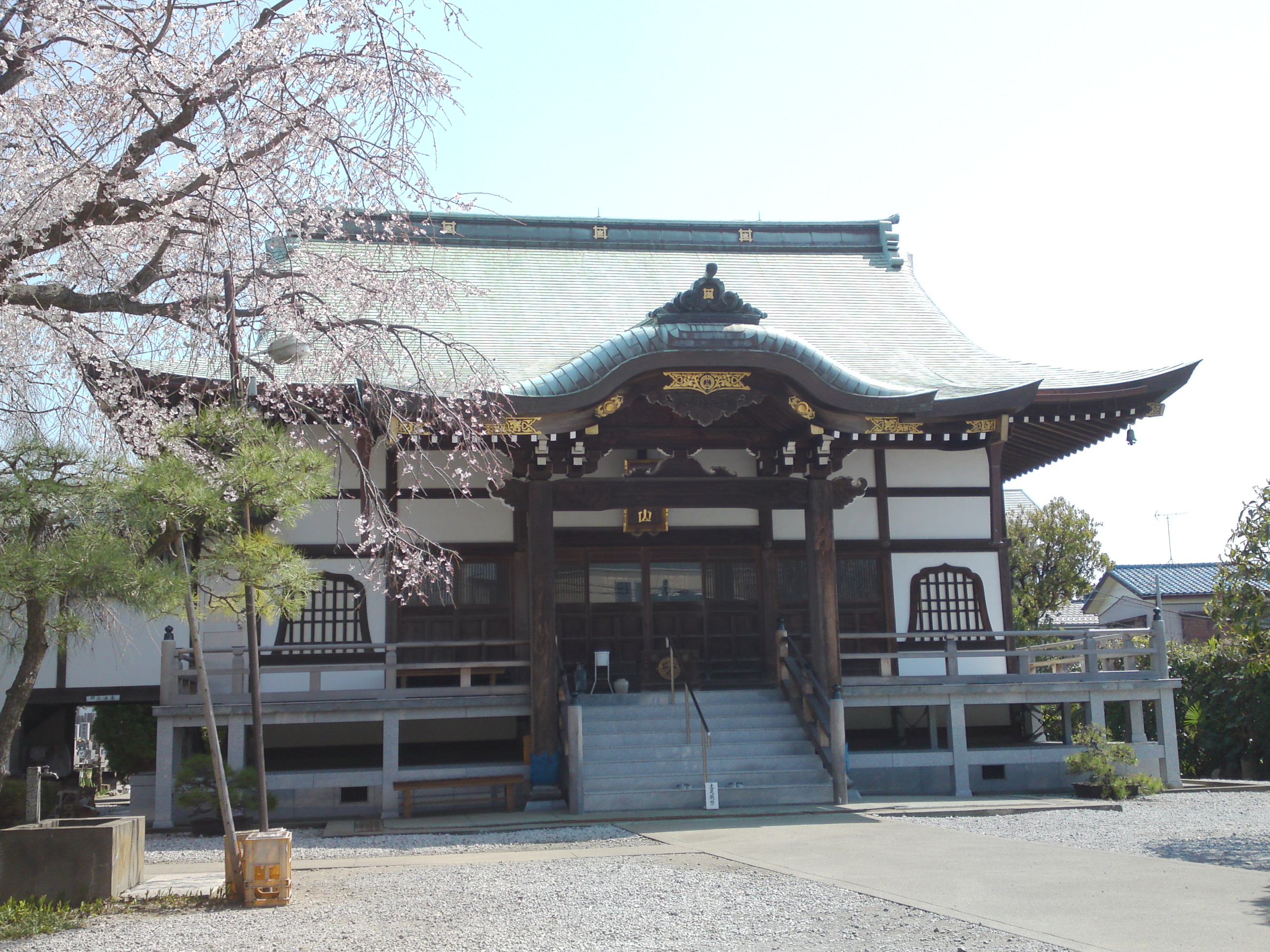 2016年春圓頓寺に咲くしだれ桜の花々３