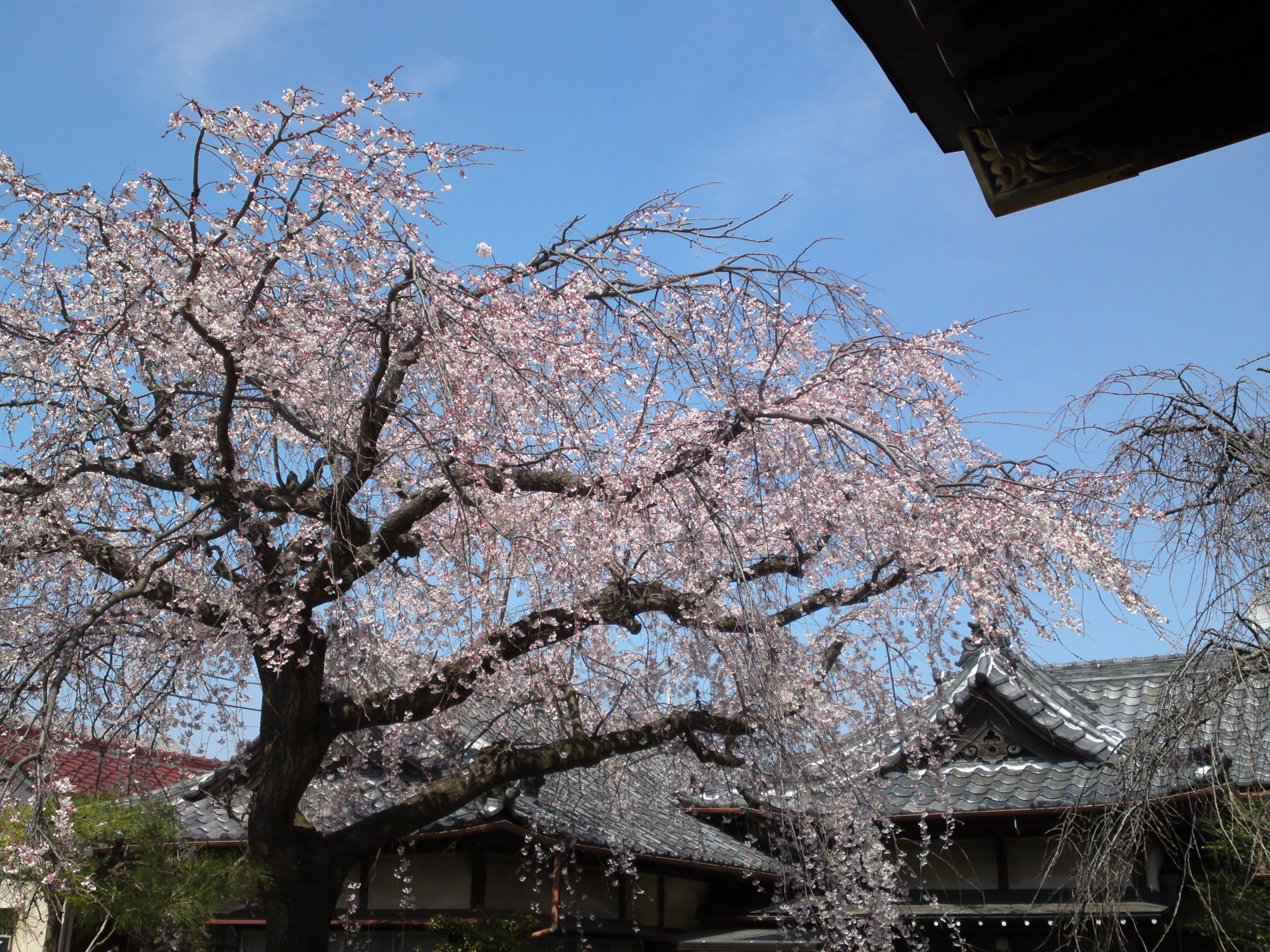 2016年春圓頓寺に咲くしだれ桜の花々４