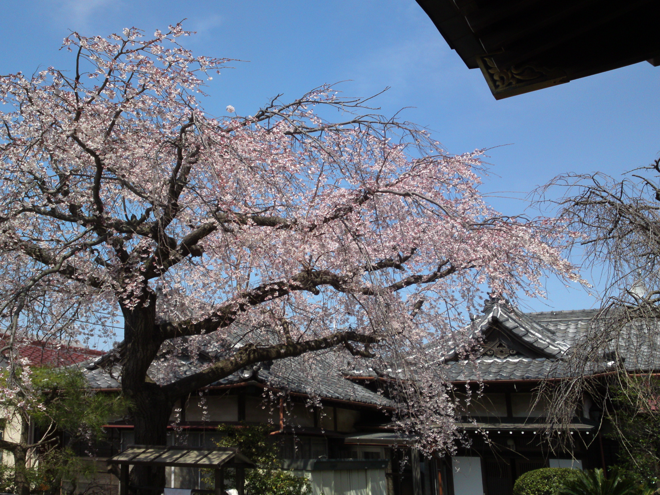 2016年春圓頓寺に咲くしだれ桜の花々５