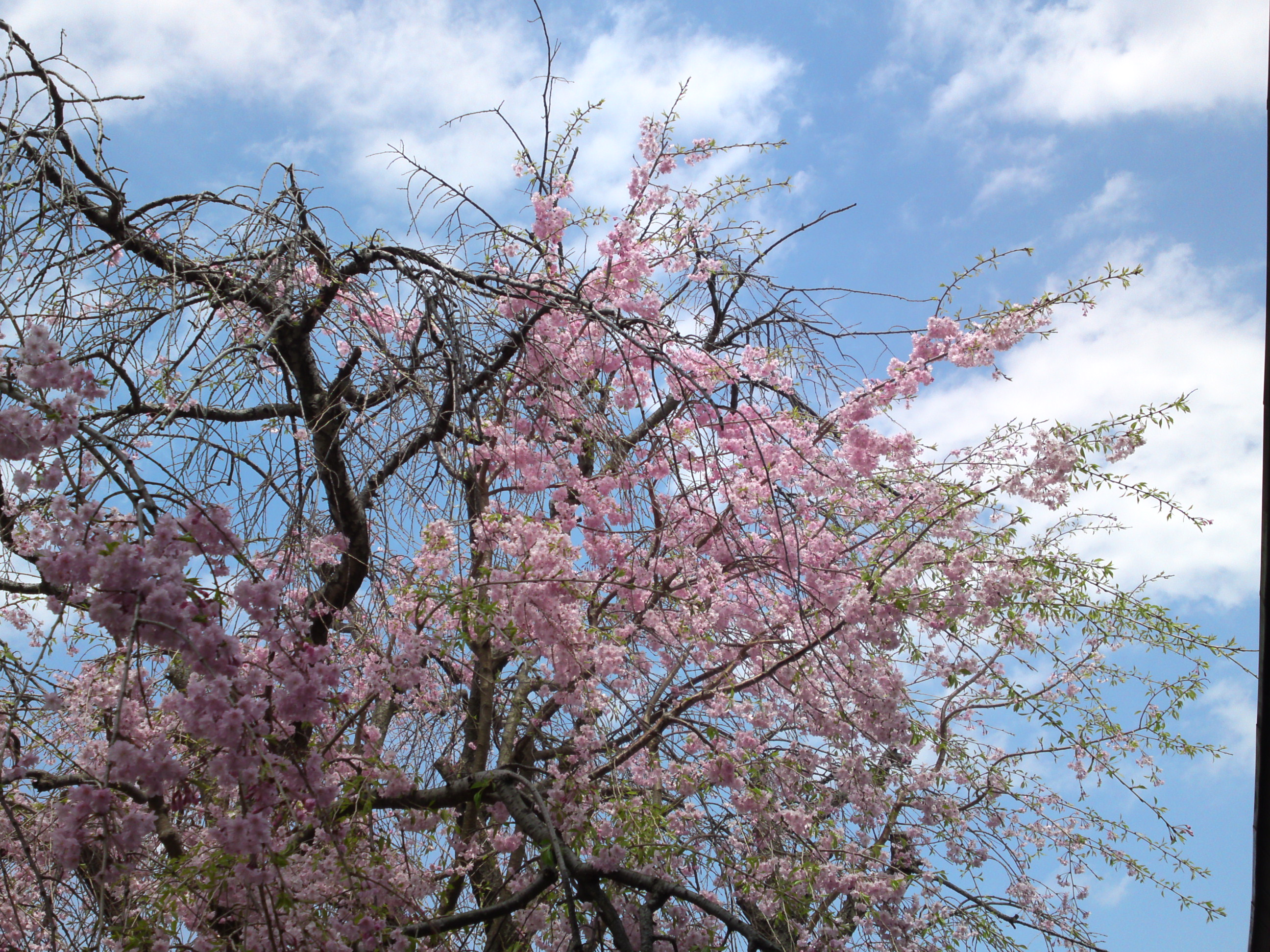 2016年春圓頓寺に咲くしだれ桜の花々６