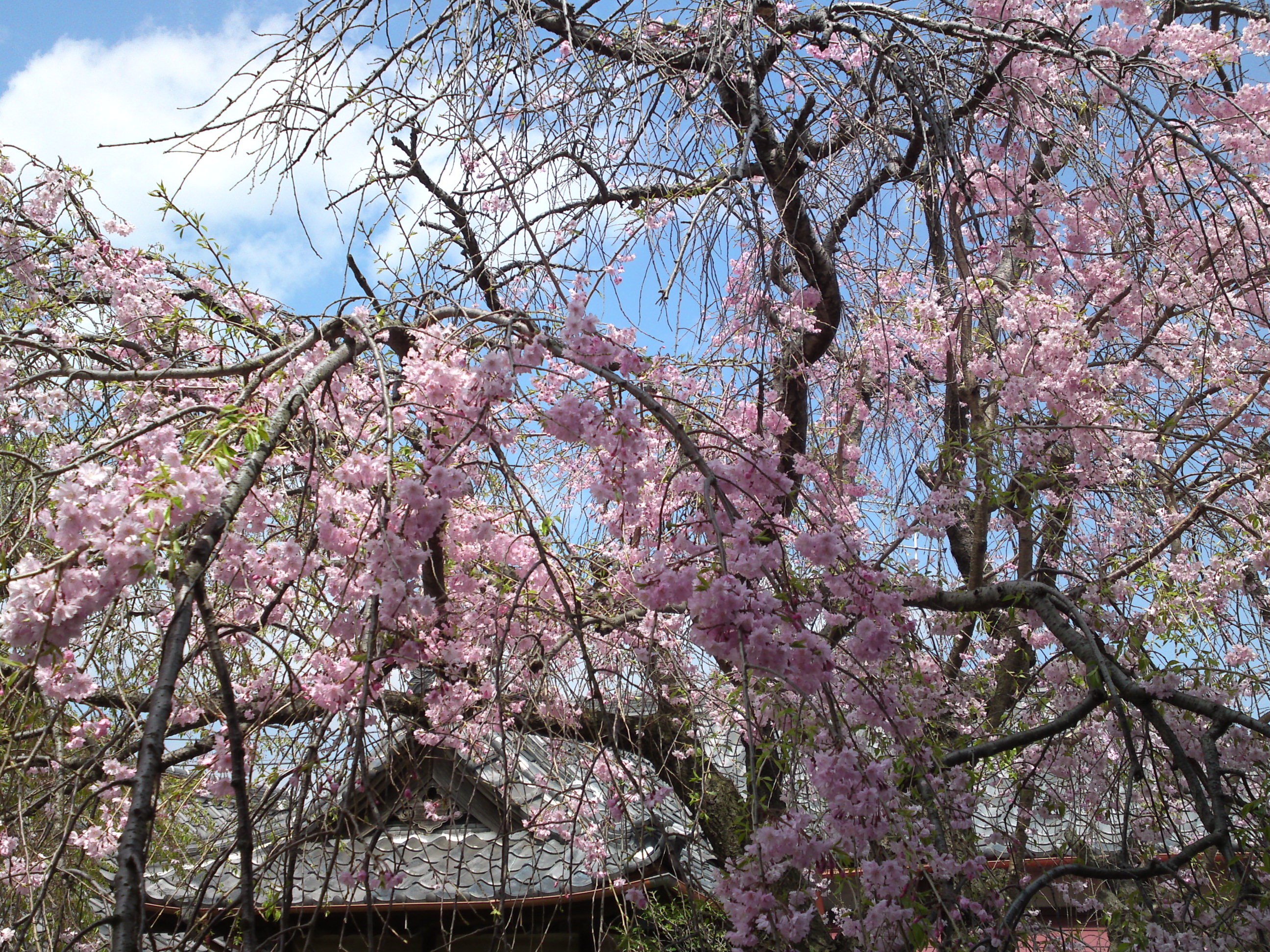2016年春圓頓寺に咲くしだれ桜の花々７