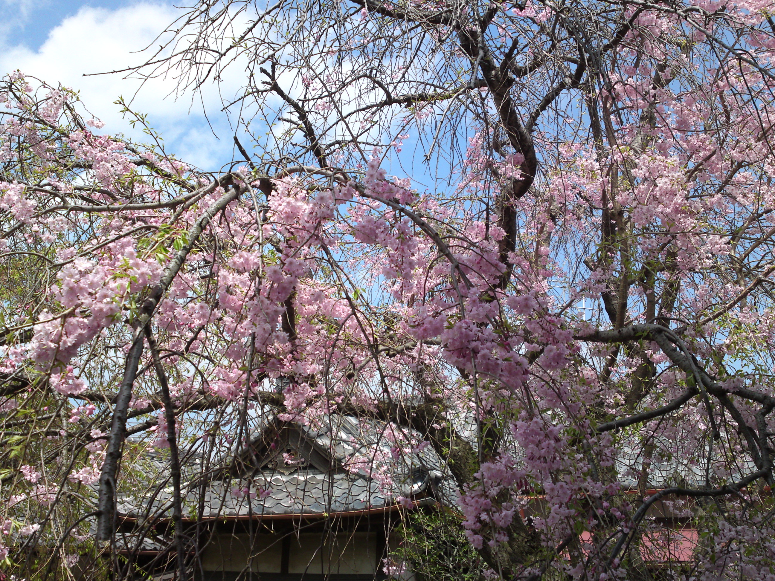 2016年春圓頓寺に咲くしだれ桜の花々８