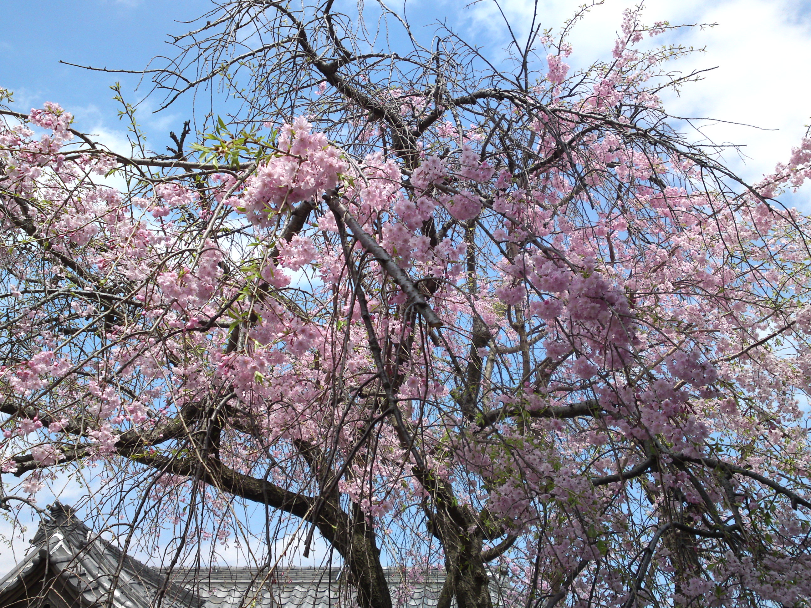 2016年春圓頓寺に咲くしだれ桜の花々９