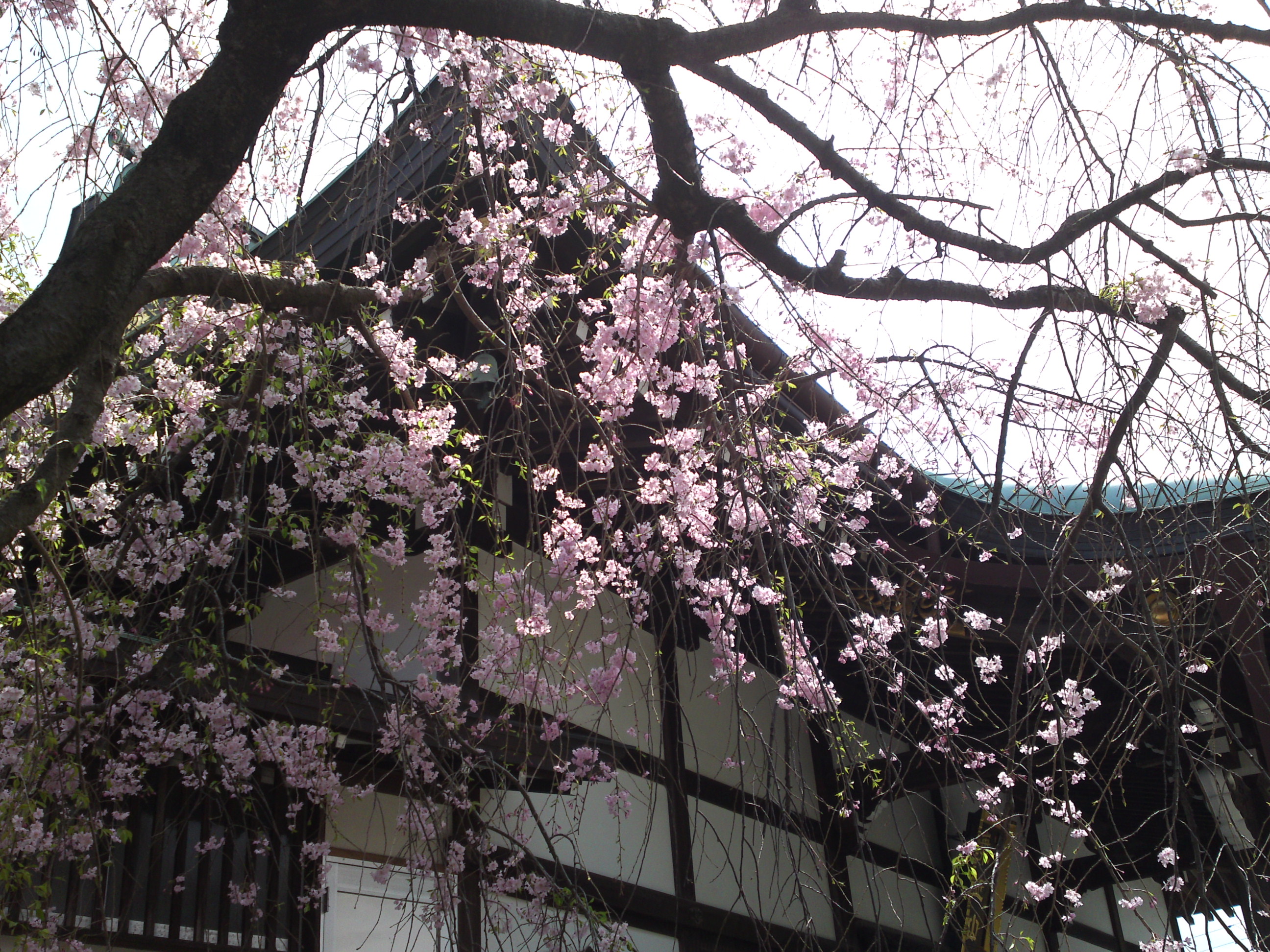 2016年春圓頓寺に咲くしだれ桜の花々１０