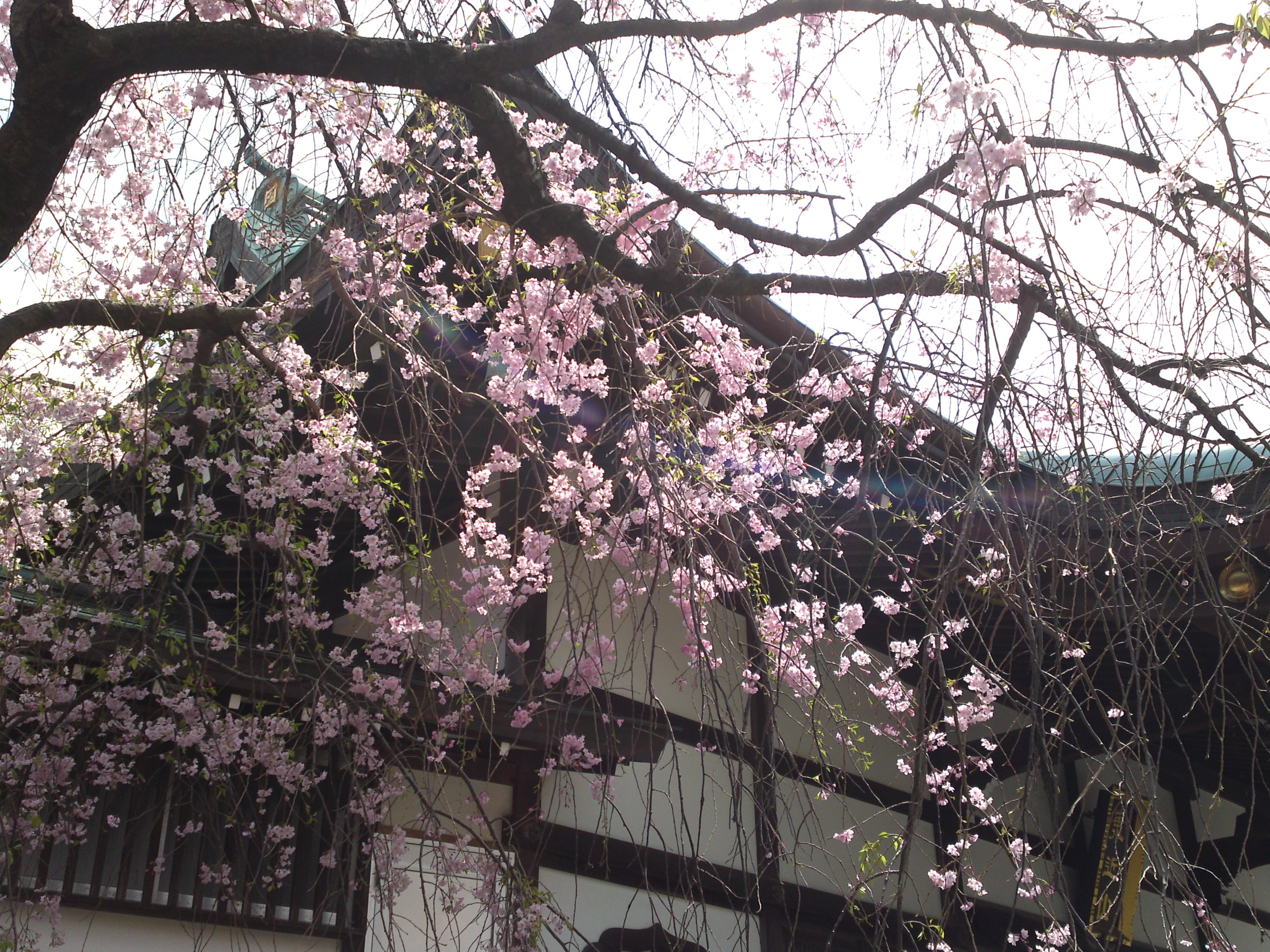 2016年春圓頓寺に咲くしだれ桜の花々１１