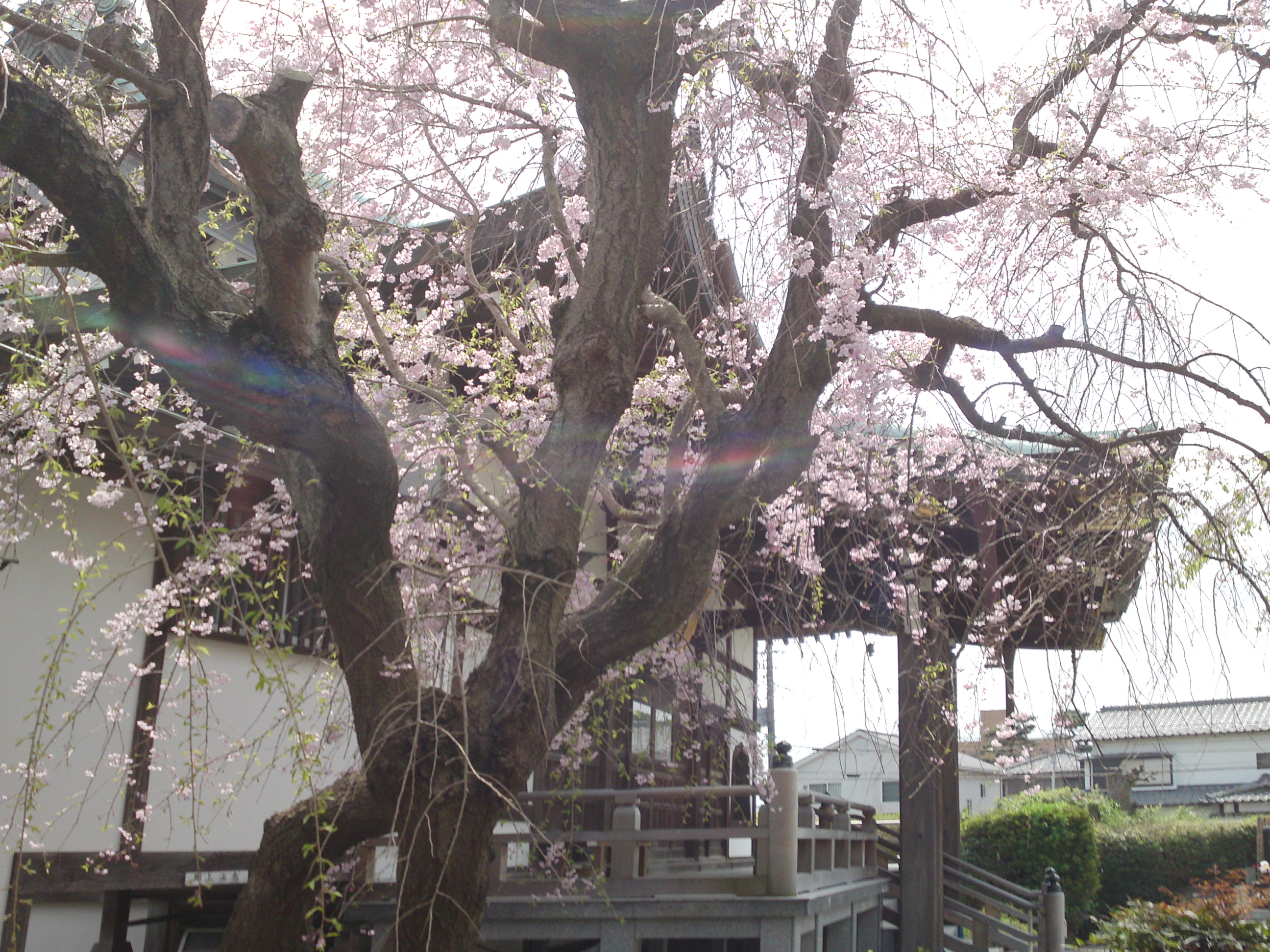 2016年春圓頓寺に咲くしだれ桜の花々１２