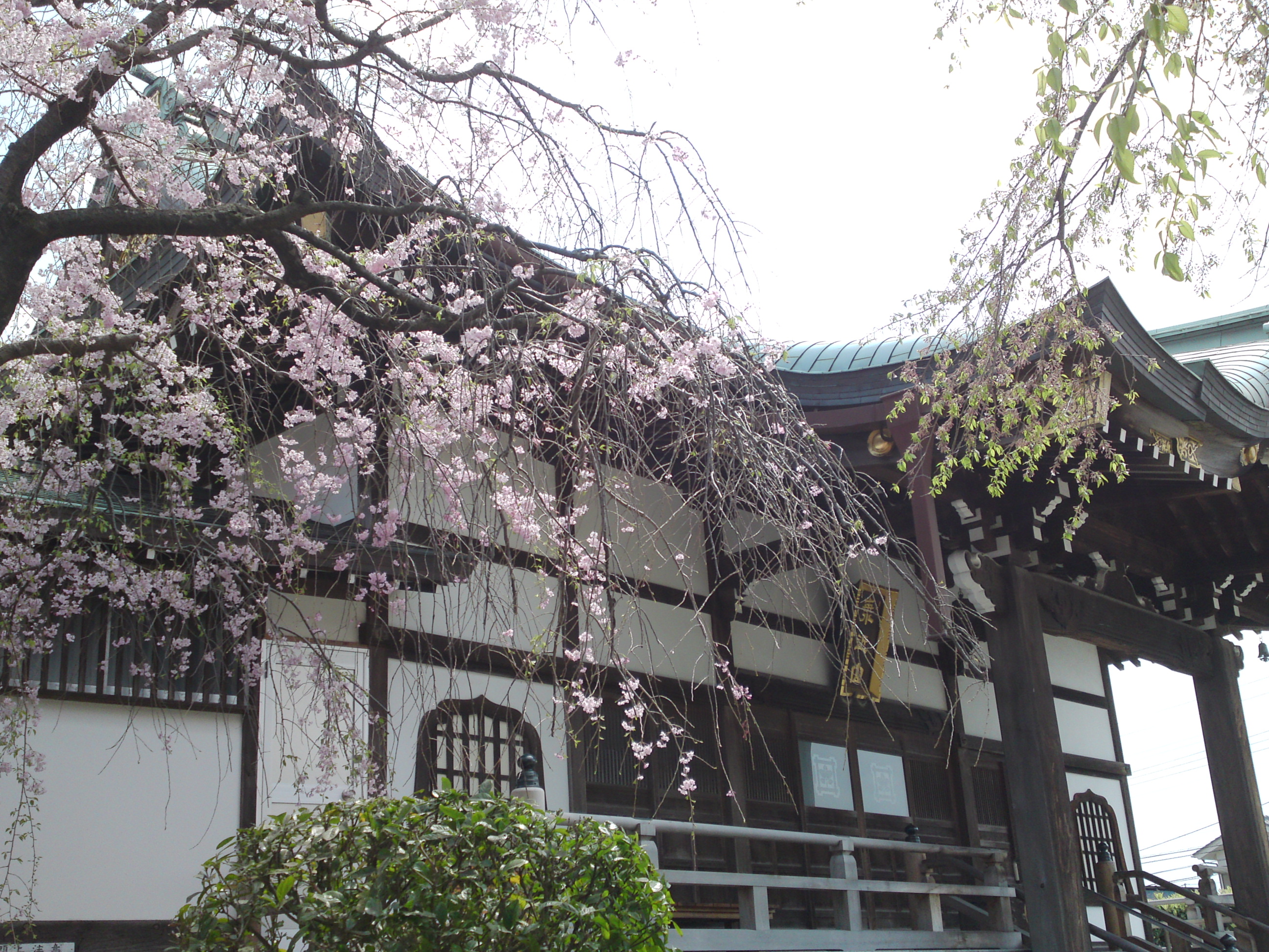 2016年春圓頓寺に咲くしだれ桜の花々１３