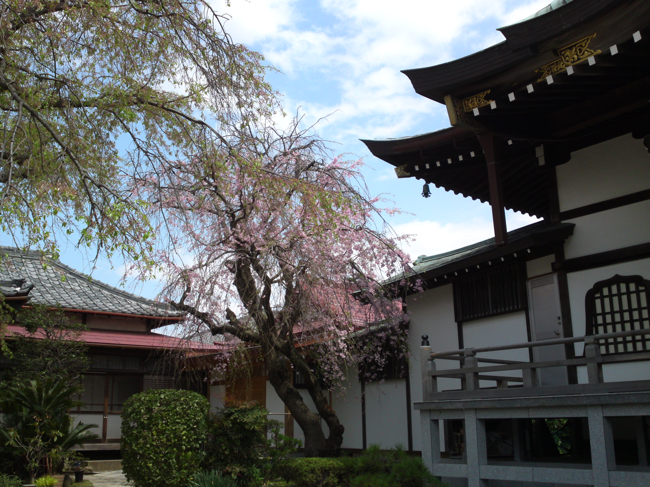 2016年春圓頓寺に咲くしだれ桜の花々１４