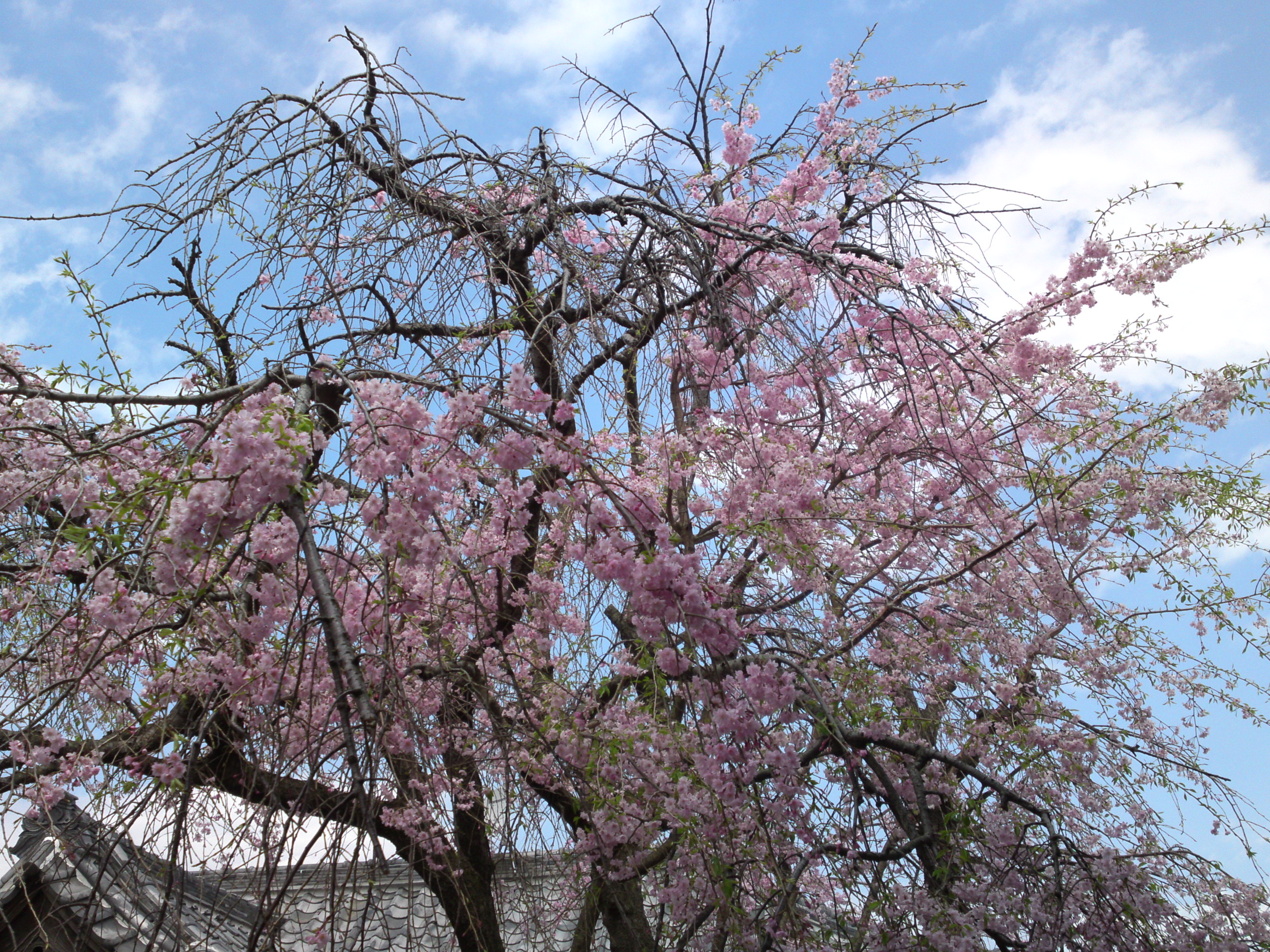 2016年春圓頓寺に咲くしだれ桜の花々１