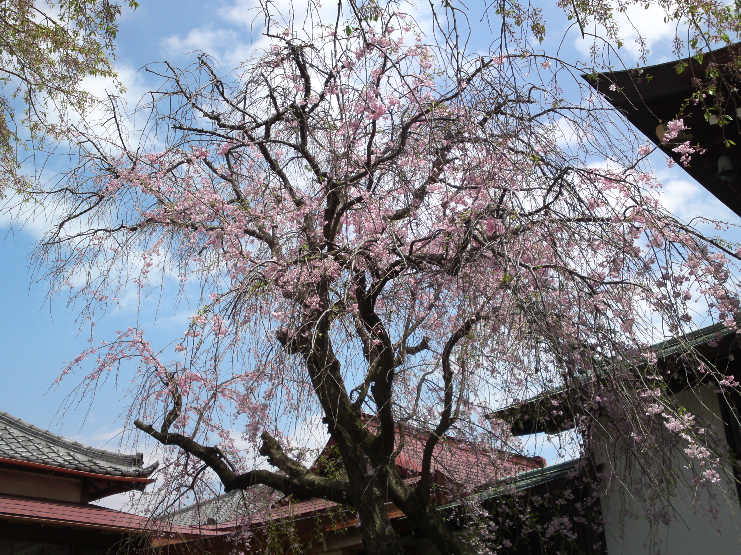2016年春圓頓寺に咲くしだれ桜の花々２