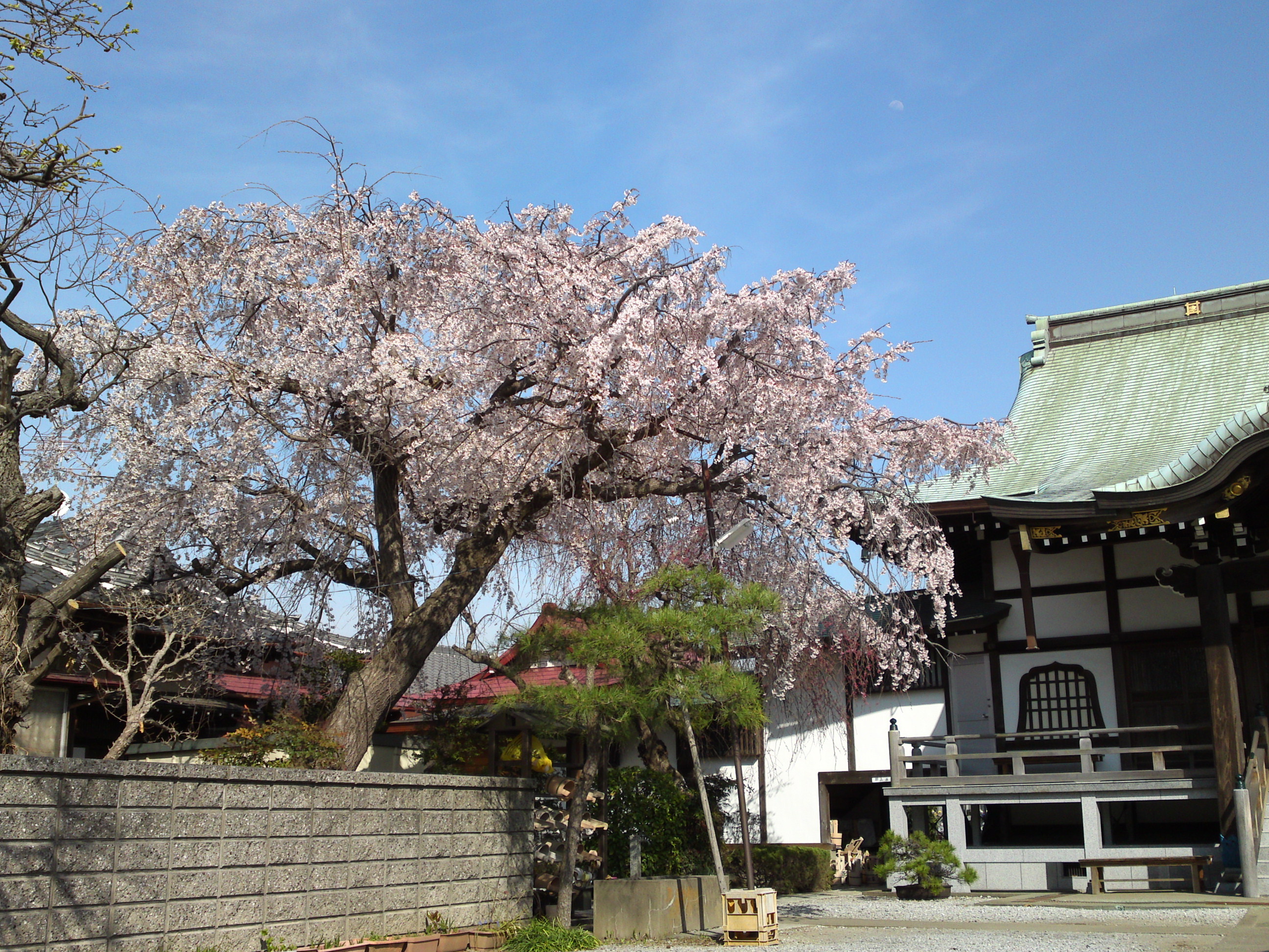 201８年春圓頓寺に咲くしだれ桜の花々１