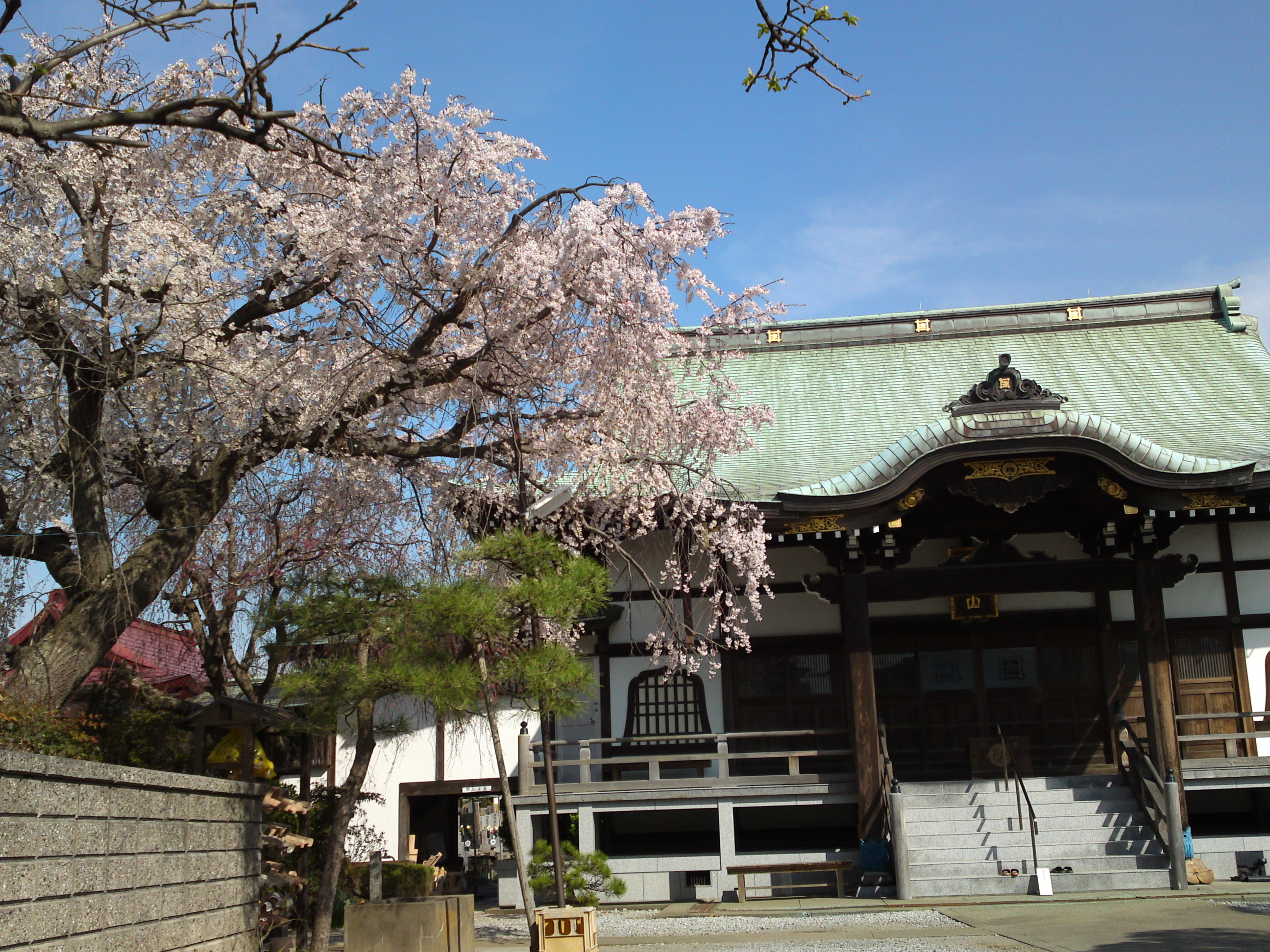 2016年春圓頓寺に咲くしだれ桜の花々２