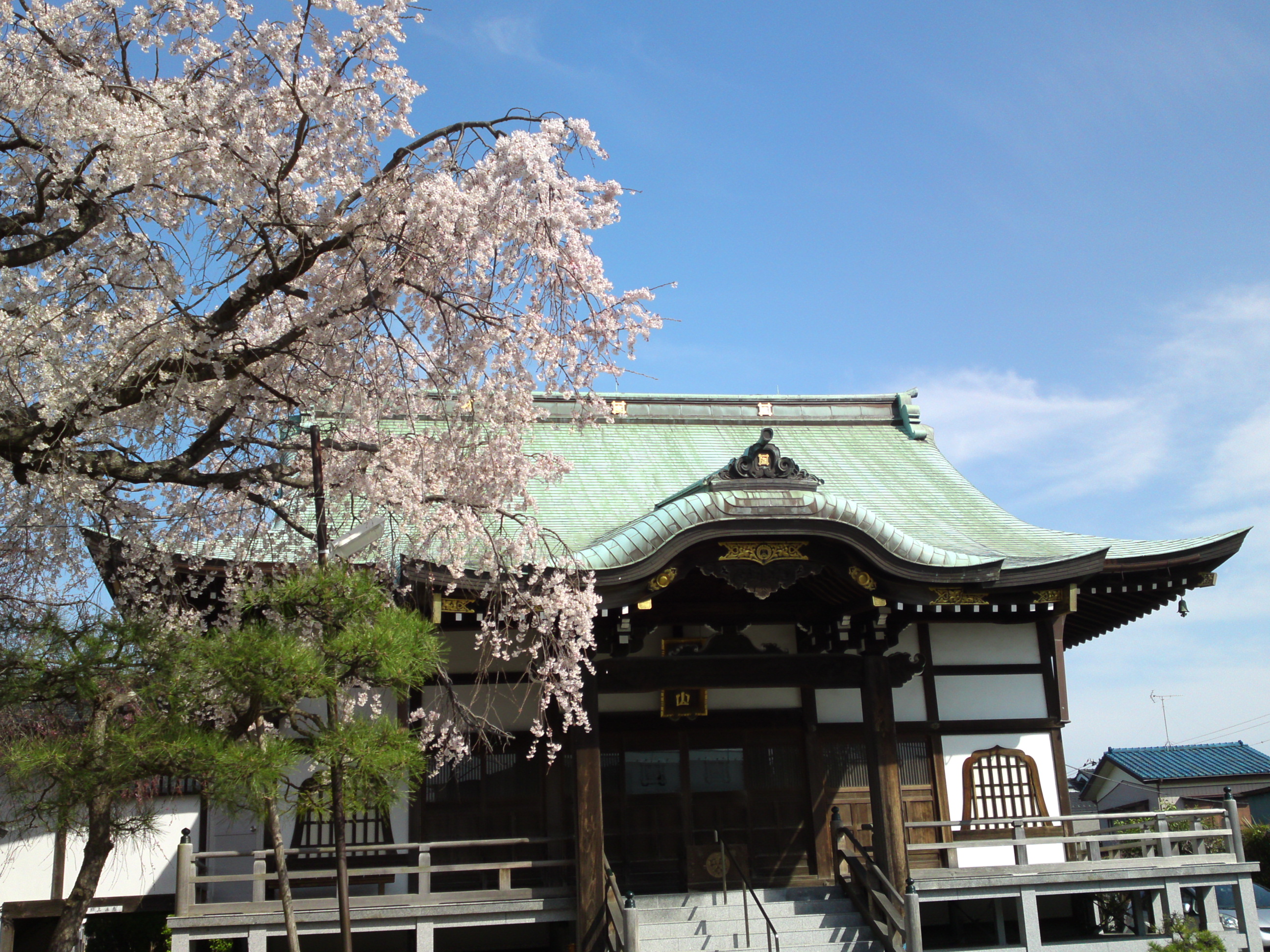 2016年春圓頓寺に咲くしだれ桜の花々３