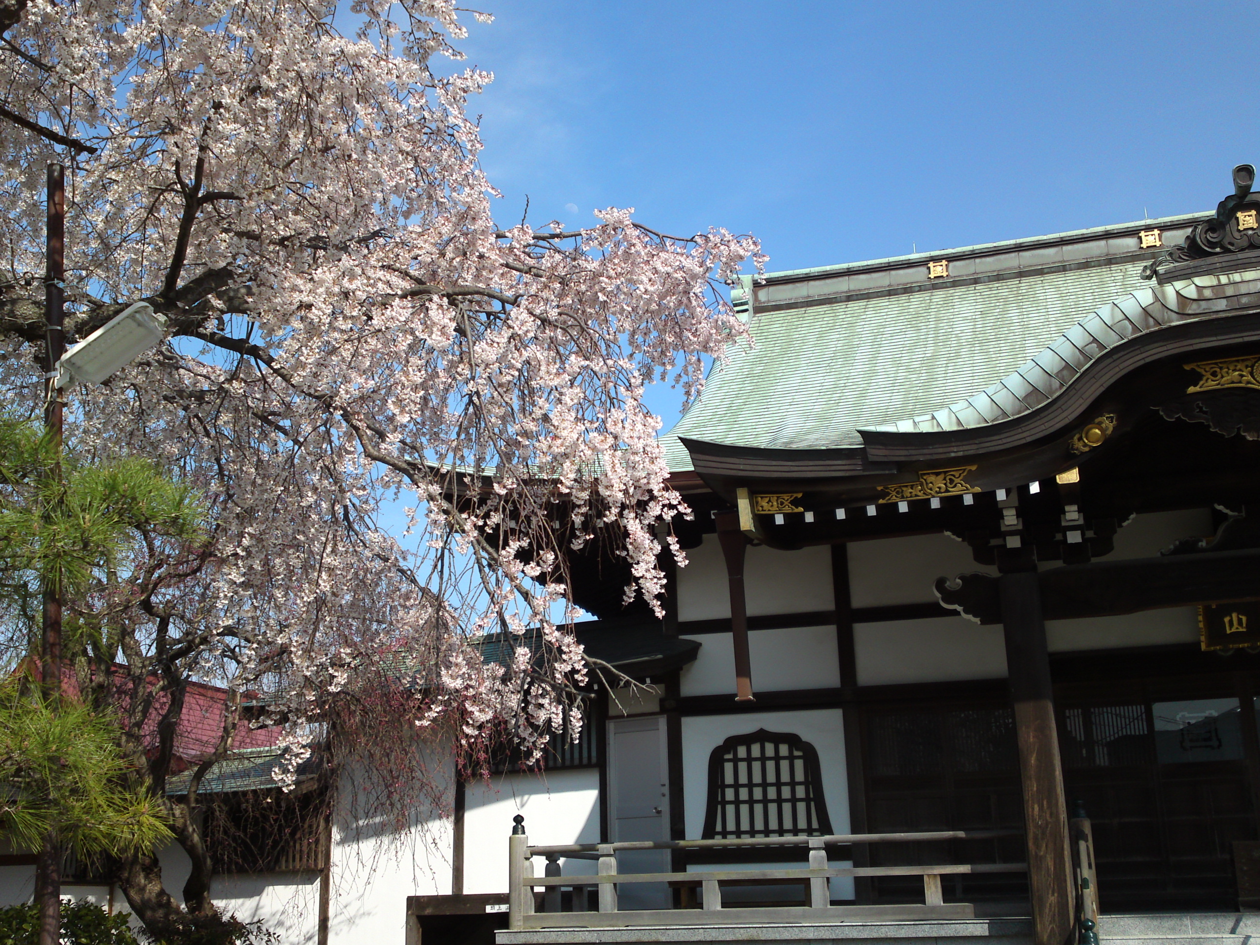 2016年春圓頓寺に咲くしだれ桜の花々４