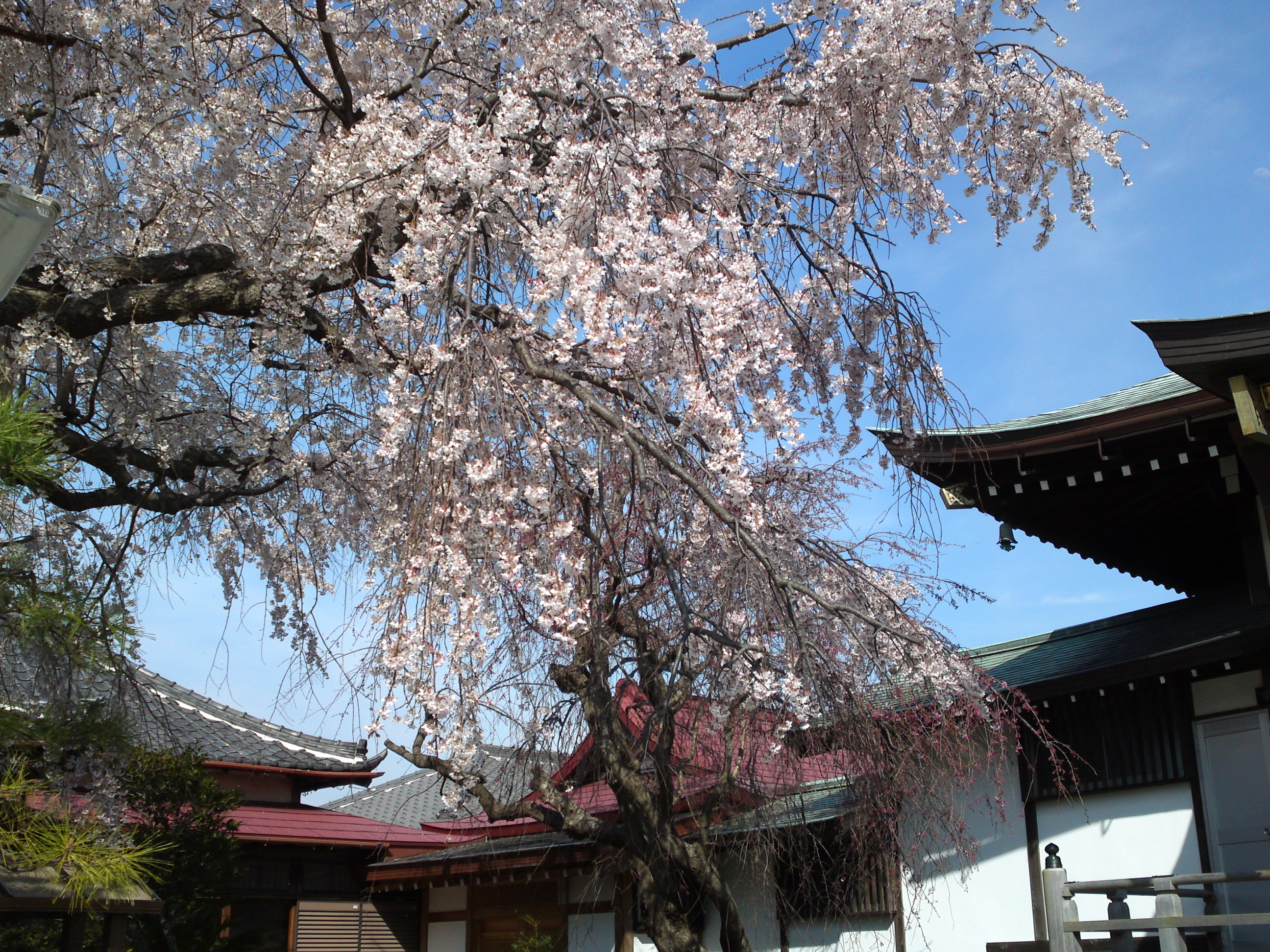 2016年春圓頓寺に咲くしだれ桜の花々５