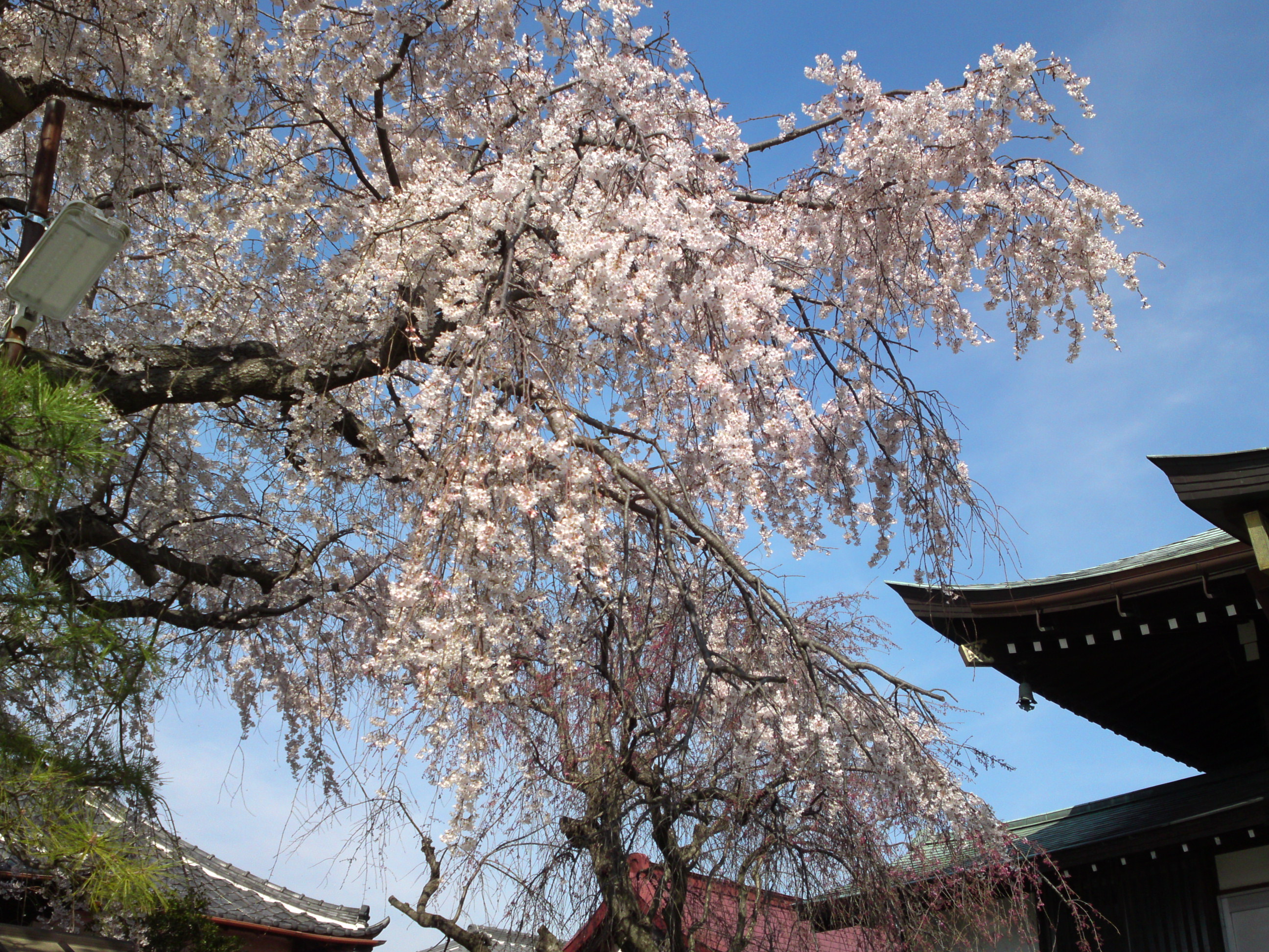 2016年春圓頓寺に咲くしだれ桜の花々６