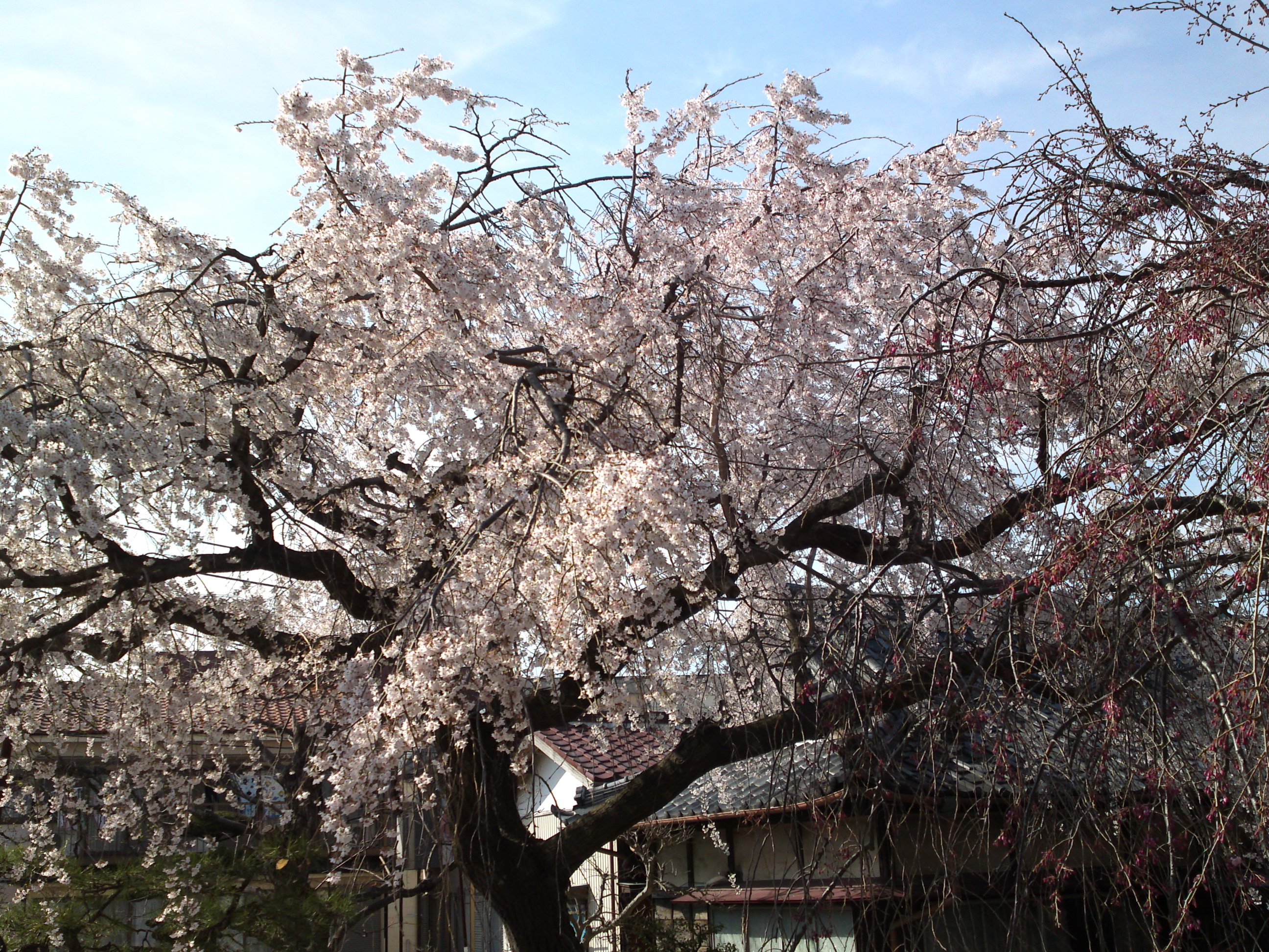 2016年春圓頓寺に咲くしだれ桜の花々７